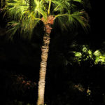 Residential Palm Tree Outdoor and Exterior Landscape Lighting in Wellington