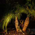 Residential Palm Tree Outdoor and Exterior Landscape Lighting in West Palm Beach