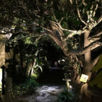 Residential Tree Landscape Lighting in Palm Beach